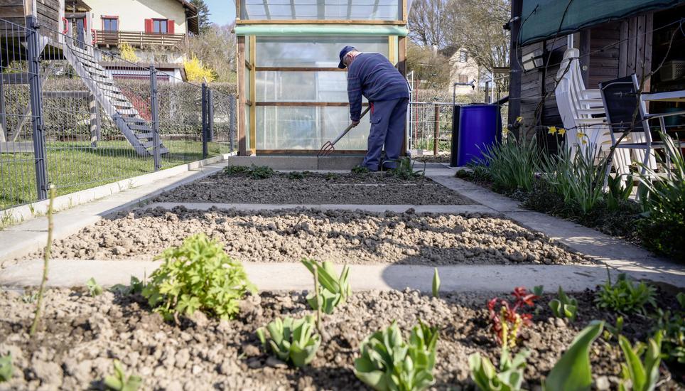 In Freizeitgärten herrscht derzeit reger Betrieb, was sich positiv auf die Geschäfte von Saatgutproduzenten auswirkt. Bild: Melanie Duchene