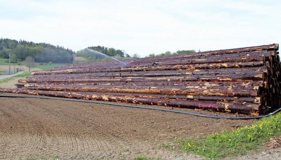 Hochwertiges Langholz wird auf dem Nasslagerplatz dauerbewässert. Bild: RoMü