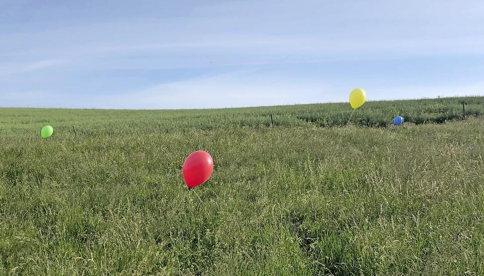 Ballone in Mähwiesen retten Rehkitzen das Leben. Bild: Werner Stauffacher