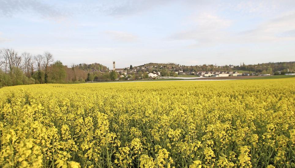 Blühendes Rapsfeld bei Andelfingen im Weinland. Gehört dieser Anblick bald der Vergangenheit an? Bild: Roland Müller