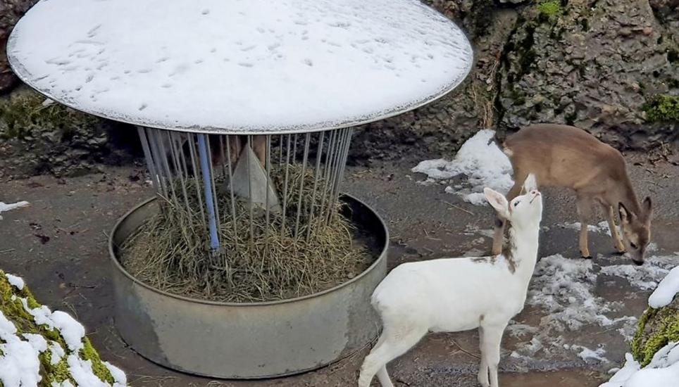 Das weisse Rehkitz Gandalf futtert mit seinen zwei Kameraden im Auswilderungsgehege des Tierparks. Bild: Selina Battaglia