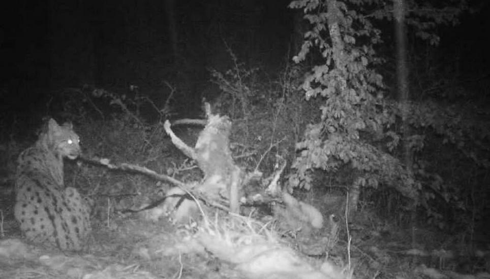 Lange hat man ihn im Gebiet um Stein am Rhein vermutet – am Freitag hat er sich endlich gezeigt. Bild: zVg