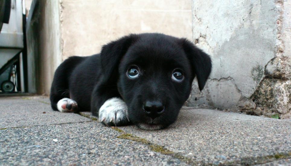 Die beiden Welpen waren in einem sehr schlechten Zustand. Symbolbild: Pixabay