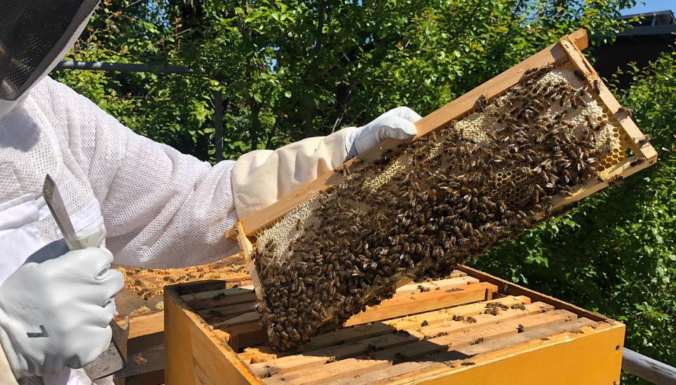Die Bienen im Kanton Schaffhausen fühlen sich aktuell wohl. Bild: Radio Munot