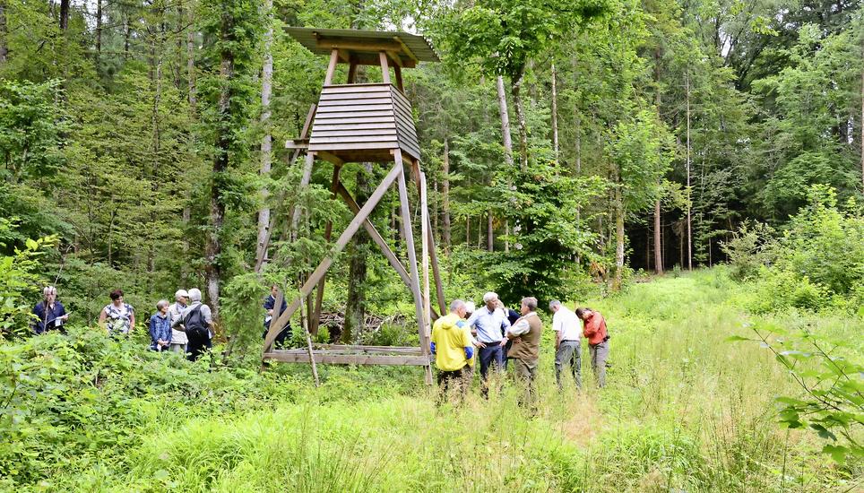 Lichtungen wie diese sollen den Jägern im Basadinger Wald helfen, mehr Wild zu schiessen, um Jungbäume vor Wildverbiss zu schützen – bis jetzt allerdings nur mit mässigem Erfolg, wie an einer Begehung erläutert wurde. Bild: Thomas Martens