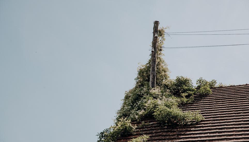 Wild-romantisch mutet das Dach an. Doch Pflanzen können ein Gebäude noch schneller marode machen.