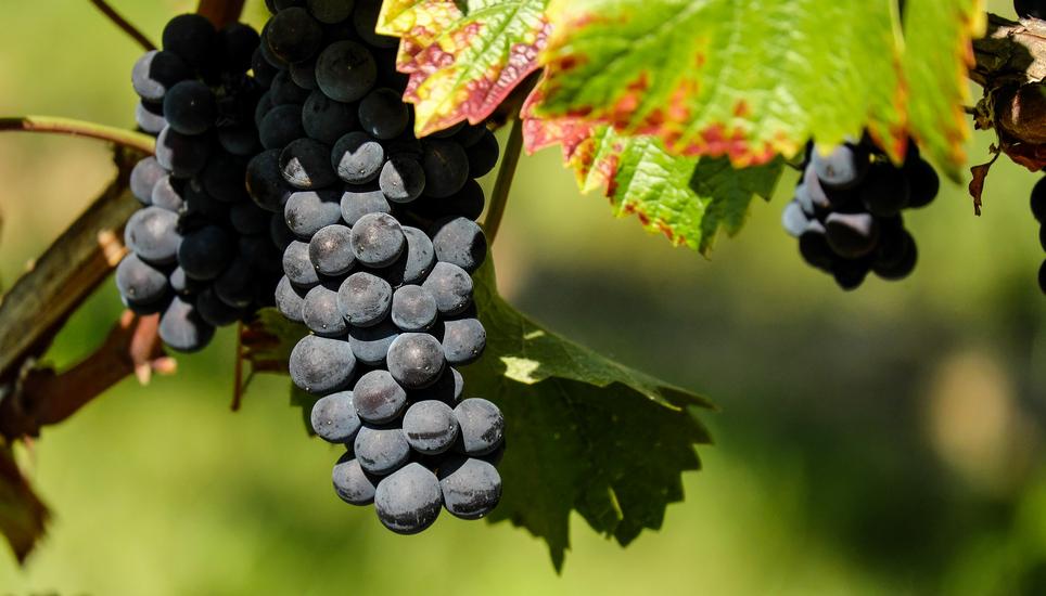 Dieses Jahr sieht es schlecht aus mit der Weinernte. Symbolbild: Pixabay