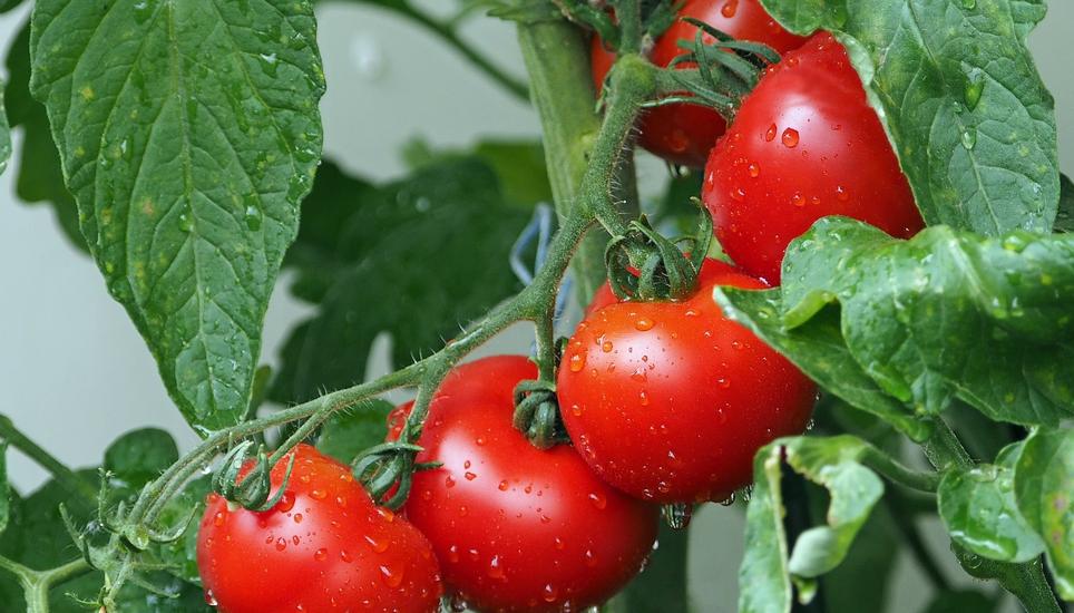 Das Virus befällt unter anderem Tomaten und Peperoni. Symbolbild: Pixabay