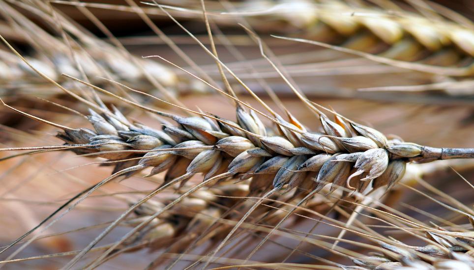 Von den rund 3000 Tonnen Getreide, die der Getreidesammelstelle Hüntwangen bisher geliefert wurden, wiesen vier Prozent, nämlich 120 Tonnen, Pilzbefall auf. Symbolbild: Pixabay