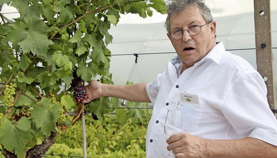 Martin Auer erklärt den Besucherinnen und Besuchern die Trauben, die Anbausysteme und die Sorten. Bild: Roland Müller