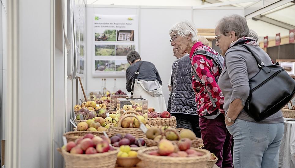 Das riesige Apfelsortiment des Regionalen Naturparks. Bild: Roberta Fele