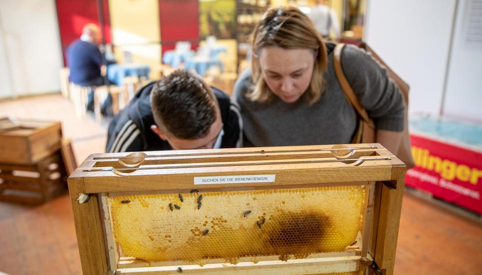 Eine Begegnung auf Augenhöhe: Besucherinnen und Besucher treffen die Schöpferinnen des süssen Schaffhauser Honigs. Bild: Roberta Fele