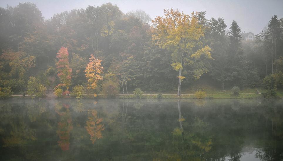 Das Farbenspiel in den Wäldern ist aktuell besonders bezaubernd: Jede Baumart beschreitet den Herbst auf eine andere Art und Weise.