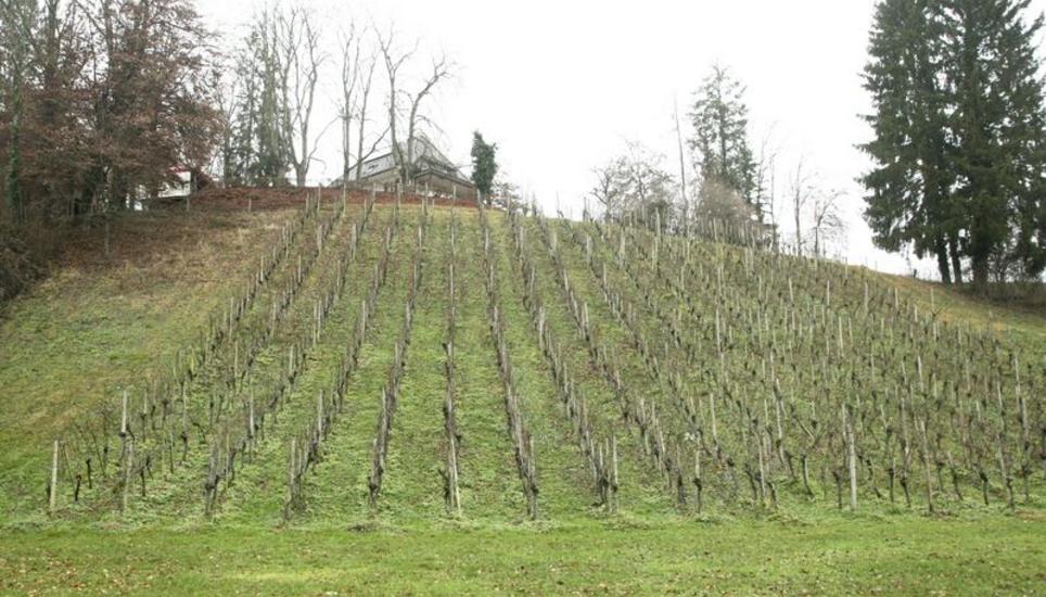 Der Rebhang südlich des Waldheims liegt nicht mehr in Büsingen, sondern ist Teil der Gemeinde Dörflingen. Bild: Wolfgang Schreiber