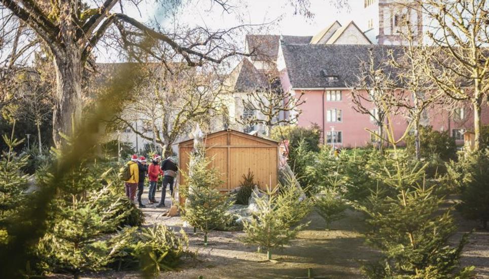 In allen möglichen Varianten sind die Christbäume von Familie Schmid im Mosergarten vertreten. Wer da nicht fündig wird? Bild: Melanie Duchene