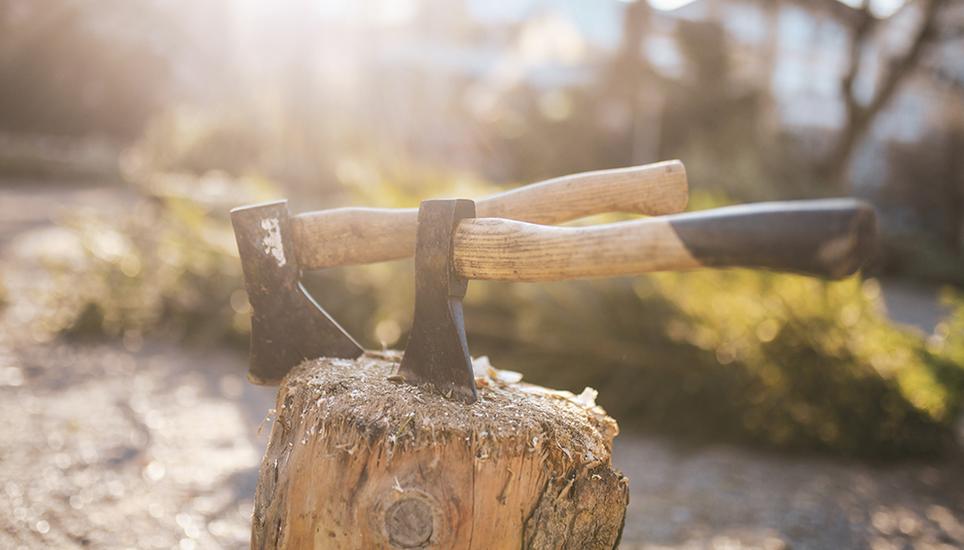 Ob buschig oder schlank, auch der späte Kunde findet unter anderem im Mosergarten einen Baum nach seinen Vorstellungen. Bild: Melanie Duchene