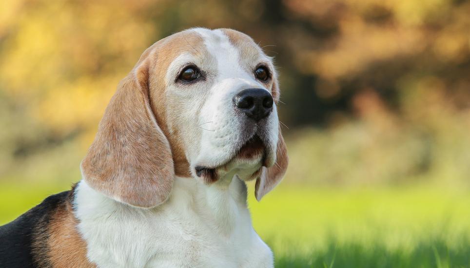 In der Coronazeit ist die Zahl der Hunde gestiegen. Meist sind diese nicht ausreichend trainiert und gehen auf Wildtiere los. Bild: Pixabay