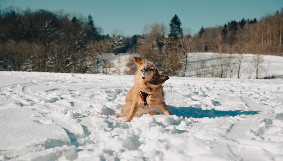 Goldenretriever Myngo hält kurz inne, bevor er sich weiter im Schnee wälzt und übers Feld jagt.