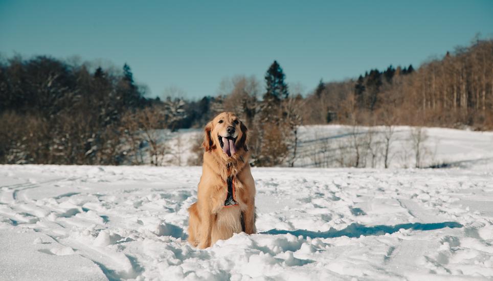 Goldenretriever Myngo hält kurz inne, bevor er sich weiter im Schnee wälzt und übers Feld jagt.