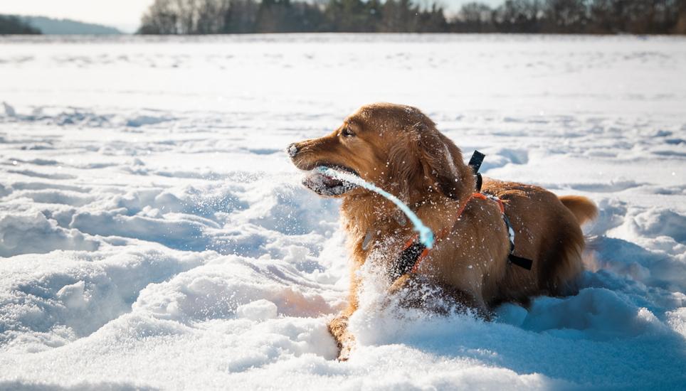 Goldenretriever Myngo hält kurz inne, bevor er sich weiter im Schnee wälzt und übers Feld jagt.
