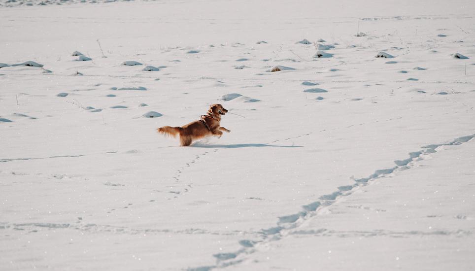 Goldenretriever Myngo hält kurz inne, bevor er sich weiter im Schnee wälzt und übers Feld jagt.