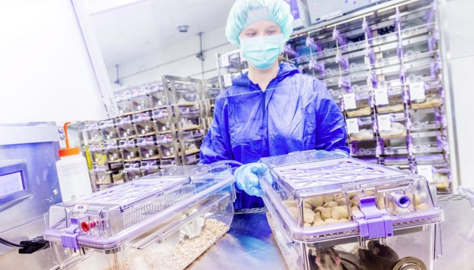 Das Labortierzentrum in Schlieren: Im Durchschnitt leben drei Mäuse in einem Käfig. Bild: Frank Brüderli