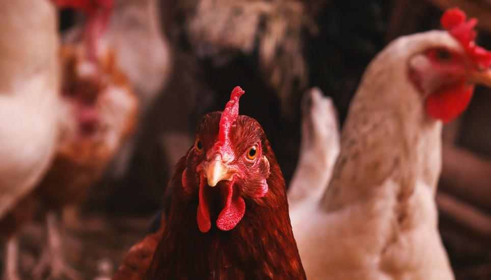 Aufgefallen ist die Krankheit, nachdem die Legehennen keine oder Eier mit zu dünner Schale legten. Bild: Pexels