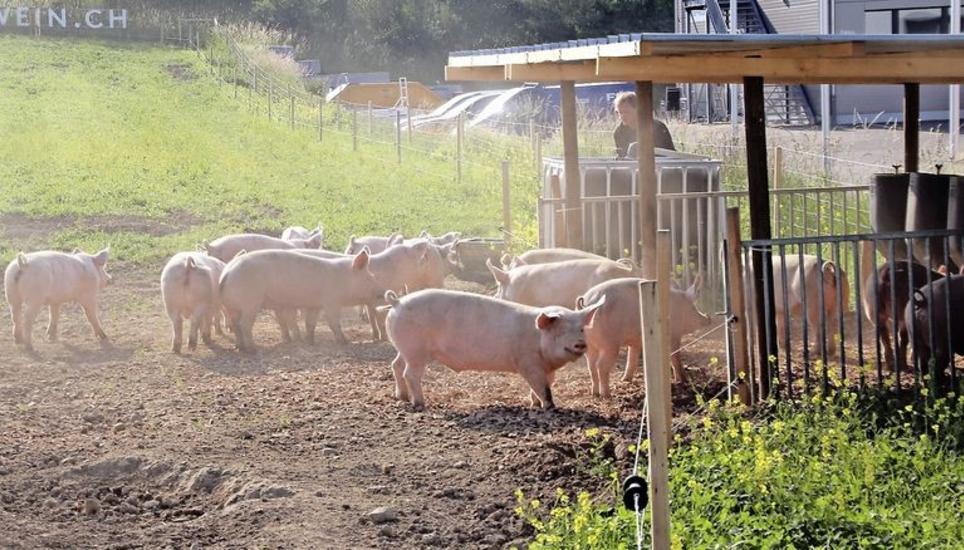 Seit 1975 hat die Zahl der Schweine im Weinland um 75 Prozent abgenommen. BIld: romü
