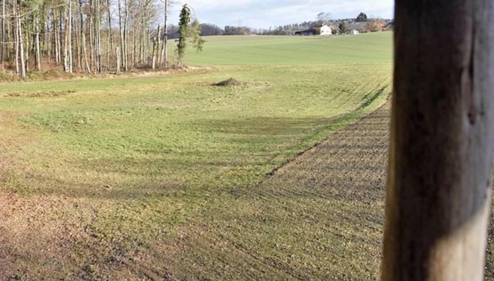 Das Gebiet «Nieggeli» (l.) im Südosten von Andelfingen, bei Niederwil: Hier soll ein Stück Ökowiese renaturiert werden. Rechts: der im Wald gelegene Hätteliweiher, nur knapp 100 Meter von der Parzelle entfernt. Bild: Alex Joho