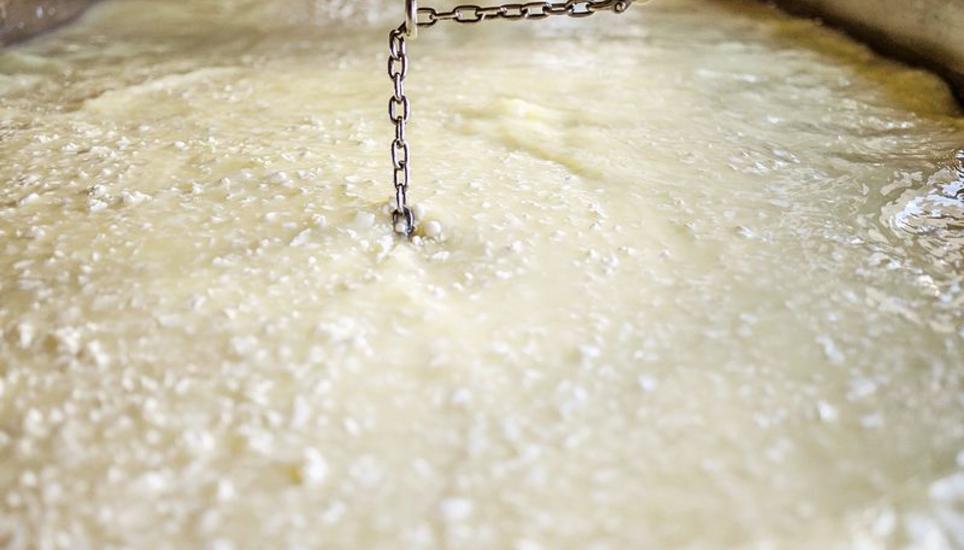Der Käsebruch des späteren Cheddars wird in der Wanne konstant gerührt.