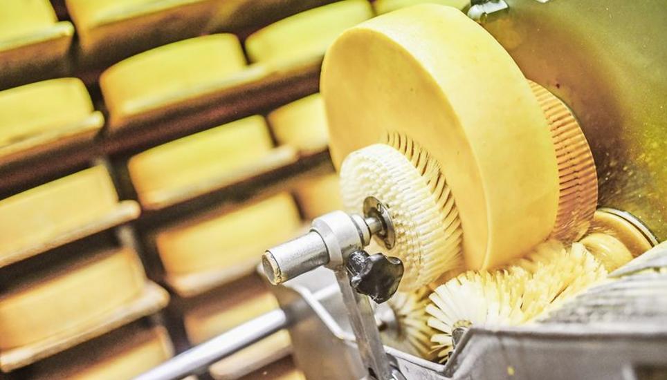 Währenddem die Käse reifen, werden sie regelmässig mit einer Salzwasserlösung geschmiert.