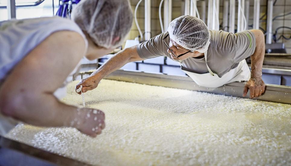 Friedrich Sommer untersucht und kontrolliert den Käsebruch, aus dem später Raclette-Käse entsteht. Bilder: Melanie Duchene