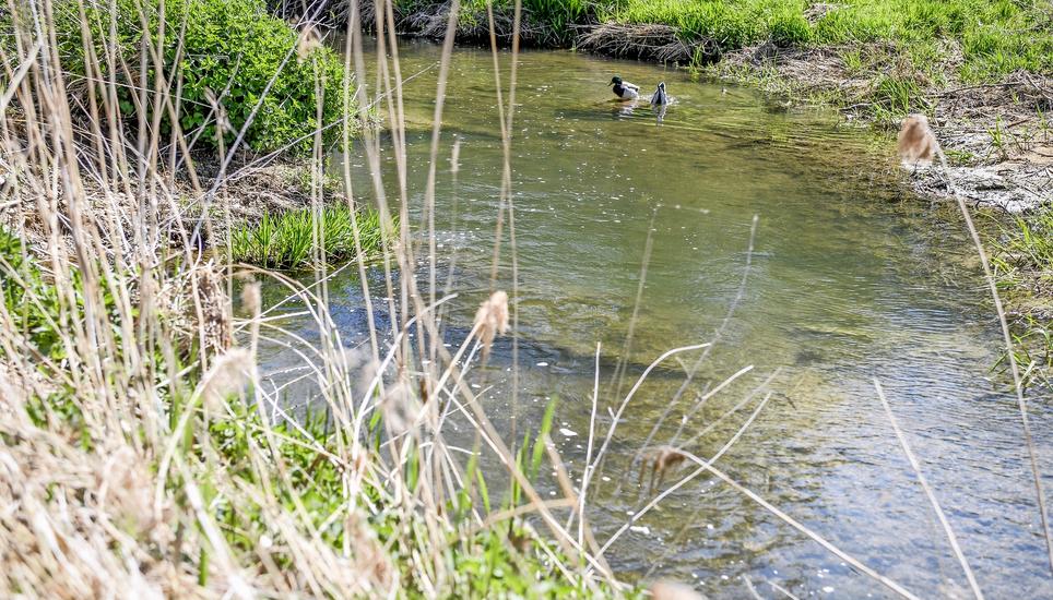 Der neue Gewässerraum definiert sich je nach Lage und Ausdehnung der Gewässer. Im Bild die Biber. Bild: Roberta Fele