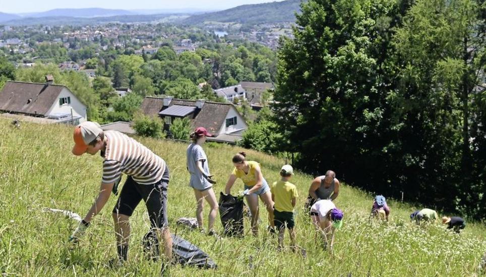 Fleissarbeit auf der Weide: Die 15 Helferinnen und Helfer rückten dem einjährigen Berufkraut zu Leibe. Bild: Selwyn Hoffmann