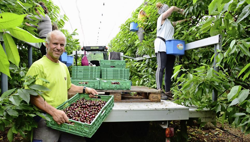 René Hiltbrunner in seiner Kirschenplantage in Bibern. Gerne würde er mehr Flüchtlinge als Erntehelfer einstellen, doch das lohnt sich für sie kaum. Bild: Thomas Martens