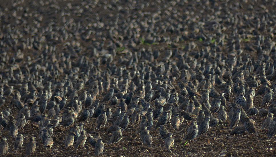 Auf den Feldern und in den geernteten Rebbergen finden die Vögel noch immer genügend „Zwischenverpflegung“.
