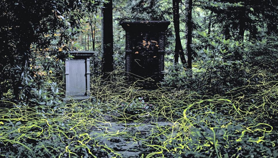 Die Leuchtkäfer-Population auf dem Schaffhauser Waldfriedhof ist über die Region hinaus bekannt. Bild: zVg / Sylvia Michel