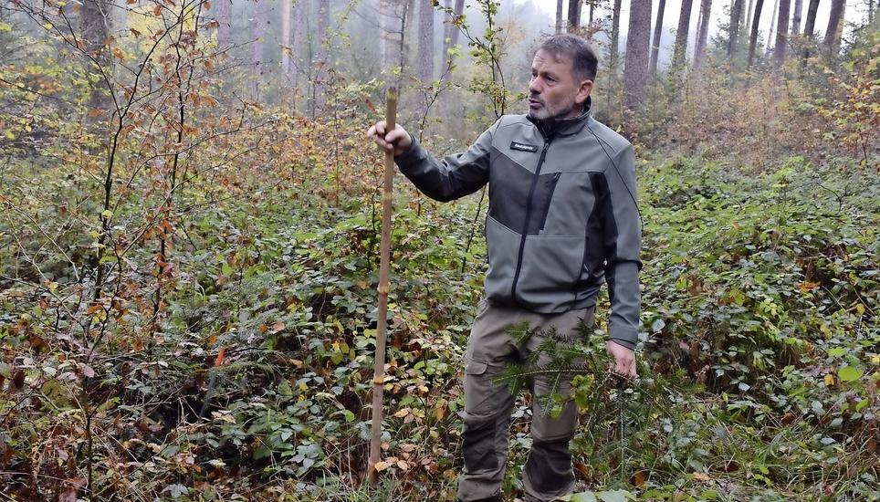 Bei seiner Verjüngungskontrolle im Wald misst Ruedi Lengweiler vom Thurgauer Forstamt mit einem Stock die Wuchshöhe der Jungpflanzen. Bild: Thomas Güntert