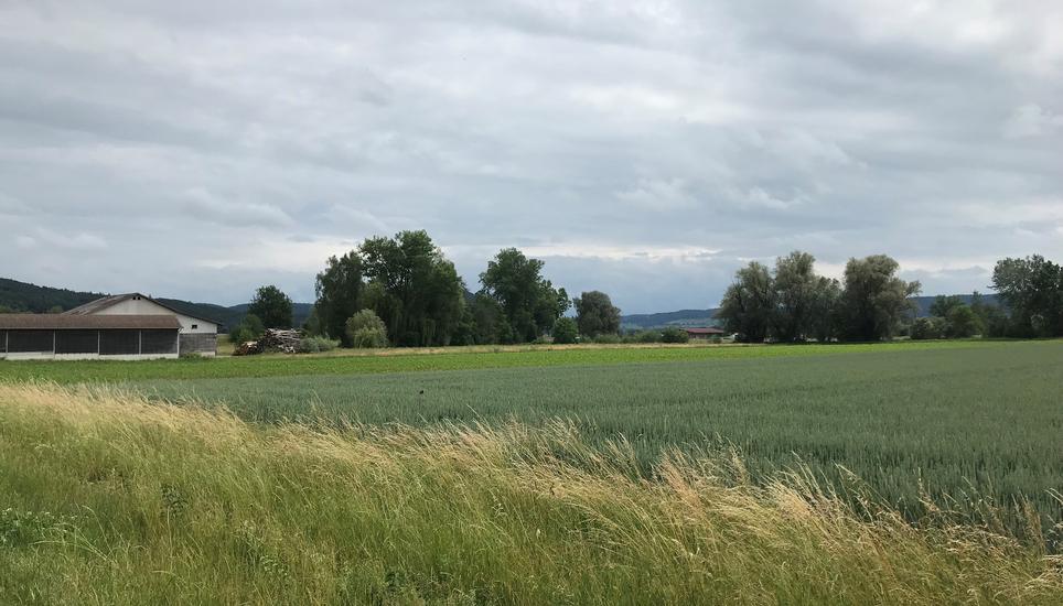 Von den häufigsten Ackerkulturen im Thurgau hat das Freilandgemüse den höchsten Bio-Anteil. Symbolbild: Radio Munot