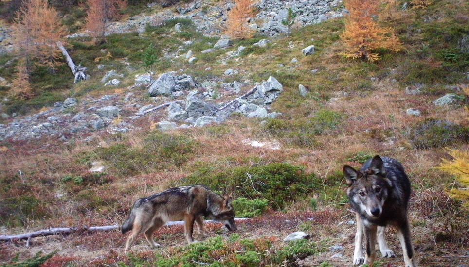 In den Schweizer Alpen sind mehrere Wolfsrudel heimisch. Im Bild zwei Wölfe des im Augstbordgebiet im Oberwallis ansässigen Rudels, aufgenommen im Herbst 2016 durch eine Fotofalle der Gruppe Wolf Schweiz. Bild: Gruppe Wolf Schweiz