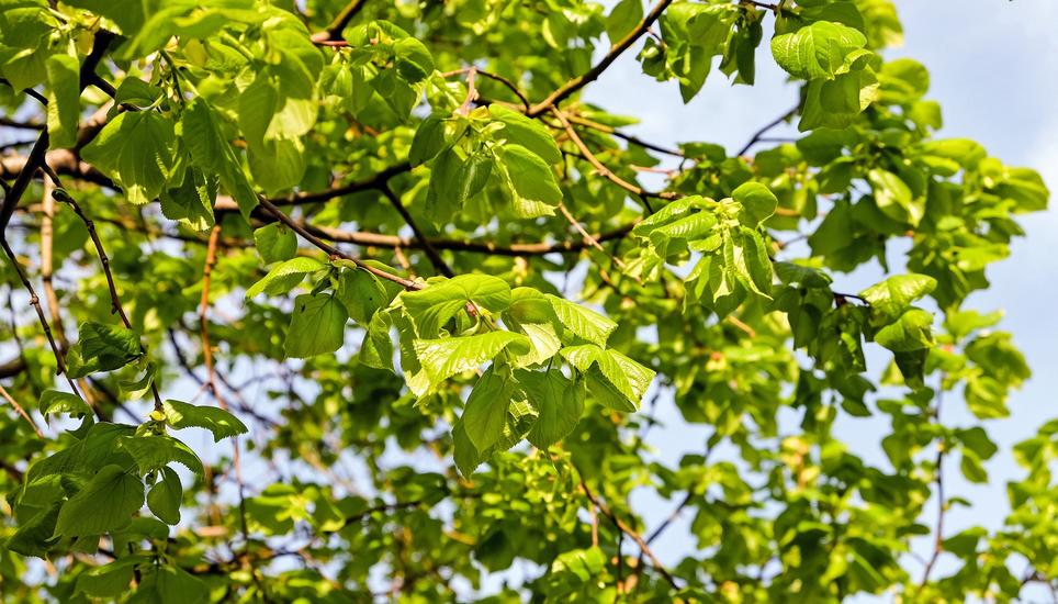Seit Jahrzehnten hat die Linde bereits gekränkelt. Symbolbild: Pixabay