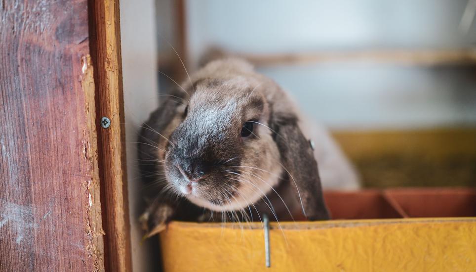 Rund 500 Tiere leben auf der Kleintieranlage, unter anderem Kaninchen, Hühner, Fasane und Bussarde.