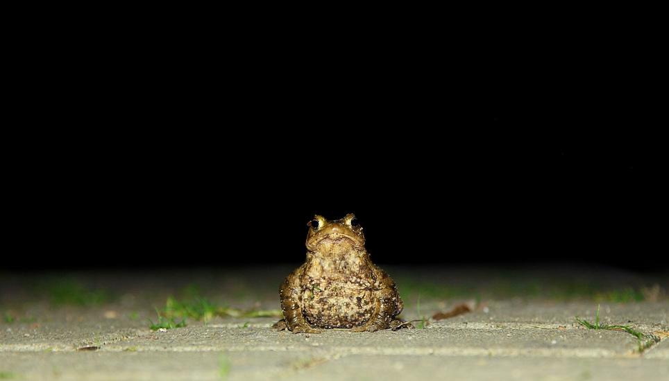 Die Amphibienwanderung ist gemäss Naturschutzexperten mehrheitlich abgeschlossen. Symbolbild: Pixabay