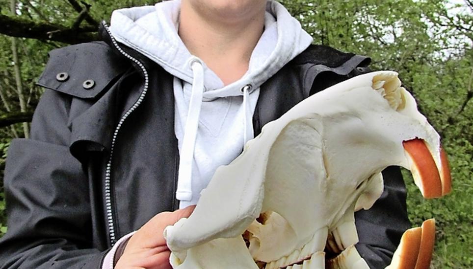 Die Hemishofer Gemeinderätin Linda Stoll mit einem Biberschädel. Bild: Ernst Hunkeler