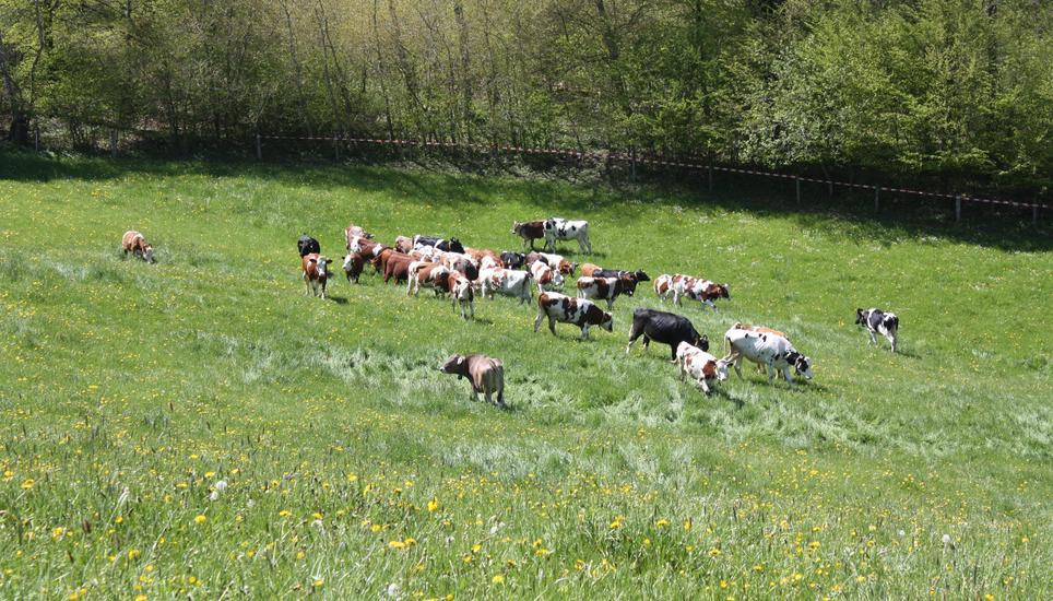 Die Rinder stammen von 23 verschiedenen Landwirten aus den Kantonen Zürich, Thurgau und natürlich aus Schaffhausen.