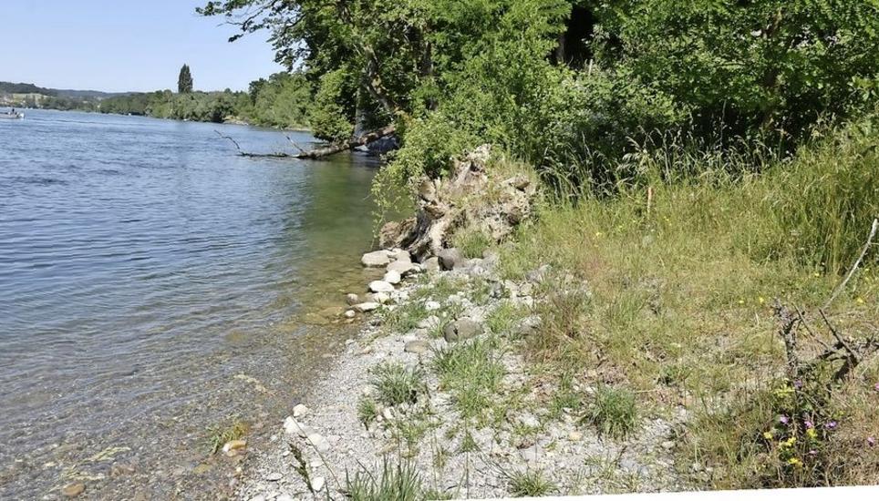 Hier soll der Mülibach wieder offen in den Rhein münden. Bild: Thomas Güntert