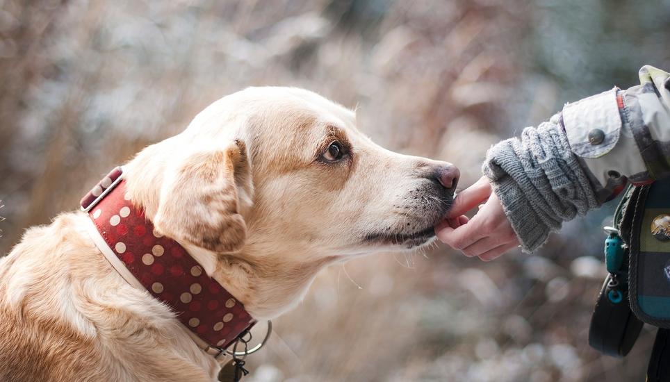 Im Kanton Thurgau soll das Hundegesetz angepasst werden. Symbolbild: Pixabay
