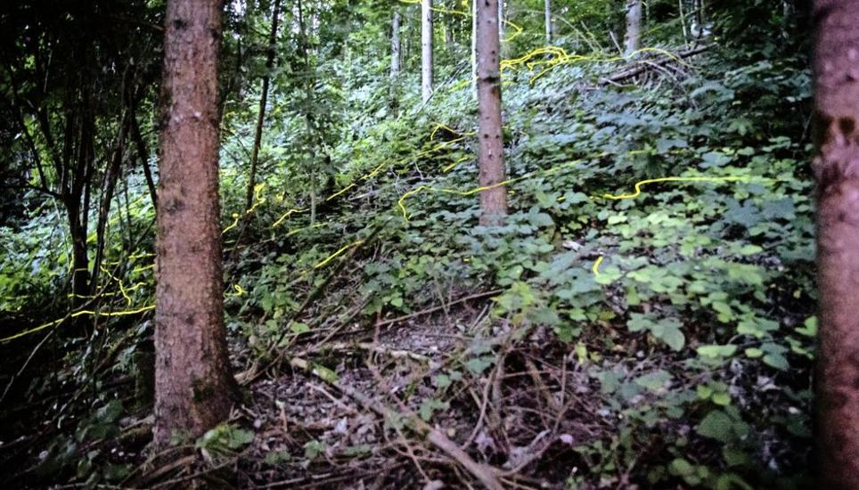 Im letzten Jahr wurden Leuchtkäfer im Neuhauser Rundbuck entdeckt. Auch dort, wo demnächst gebaut werden soll. Bild: Roberta Fele