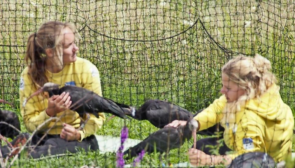 Helena Wehner (links) und Barbara Steininger beschäftigen sich in der Voliere des Binninger Waldrapp-Camps mit den jungen Vögeln. Mitte August gehen sie mit ihnen zusammen in die Luft, um sie ins spanische Winterquartier zu begleiten. Bild: Gudrun Traumann