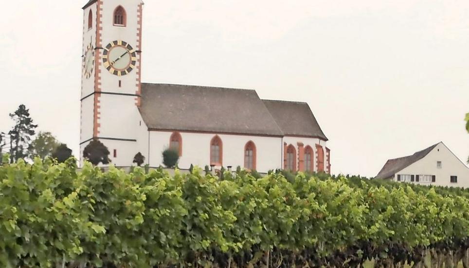 In den Hallauer Reblagen wie hier am «Chilchenwäg» zeigen sich die Reben von der schönsten Seite und es zeichnet sich ein vielversprechender Herbst ab. Bild: Roland Müller